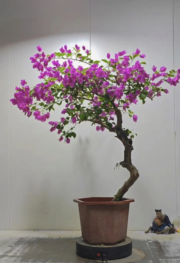海岛春花龙船花黑骨茶