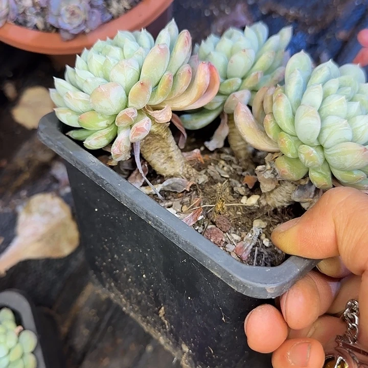 百达翡翠瑕疵205 多肉植物一物一拍