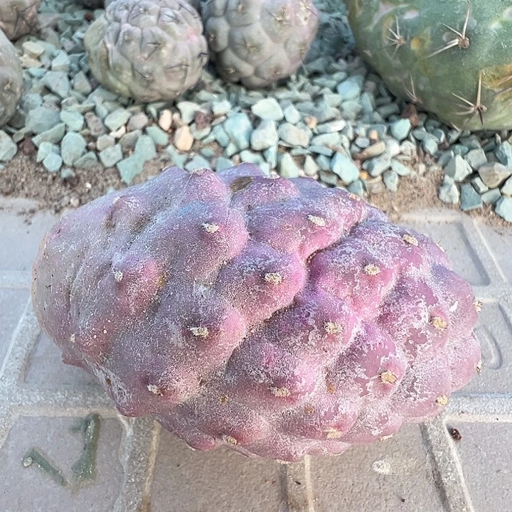 紫肌无刺习致野。 一代侧。