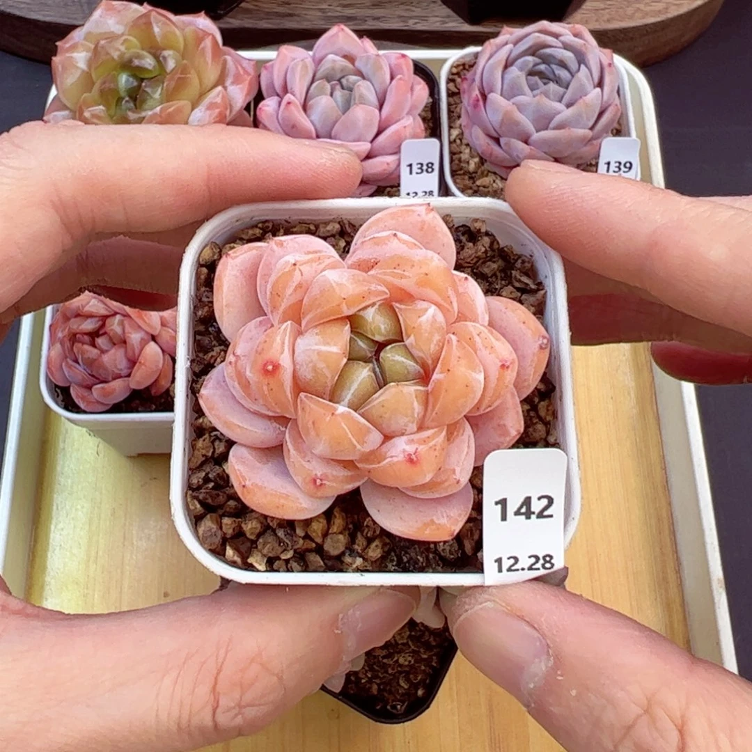 好好看142、哈哈哈哈