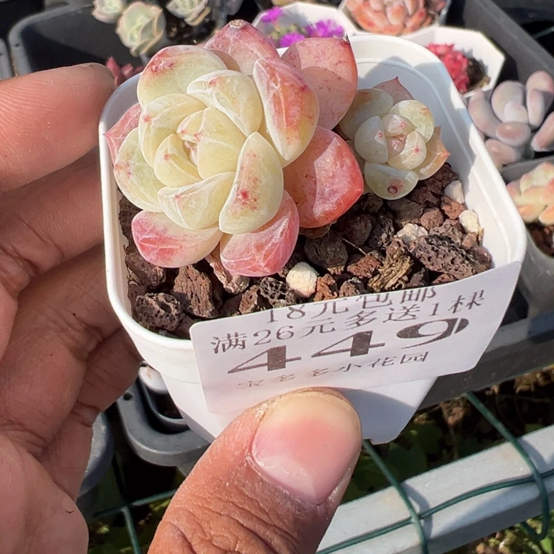 449号繁星珍妮一物一拍满18包邮满26送一颗多肉