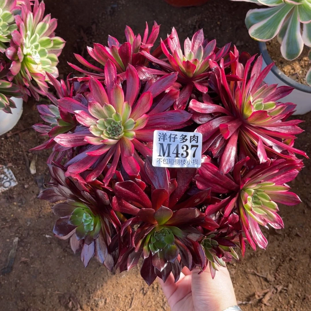 437澳戴利冠幅22左右