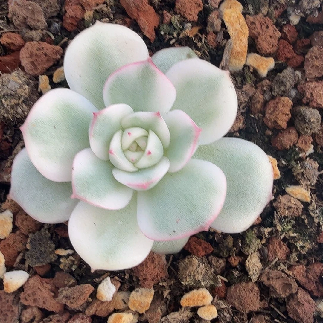 粉水晶锦，多肉植物