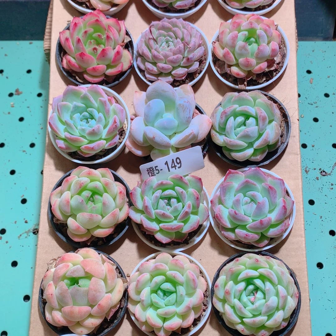 5-149一物一拍带盆18颗