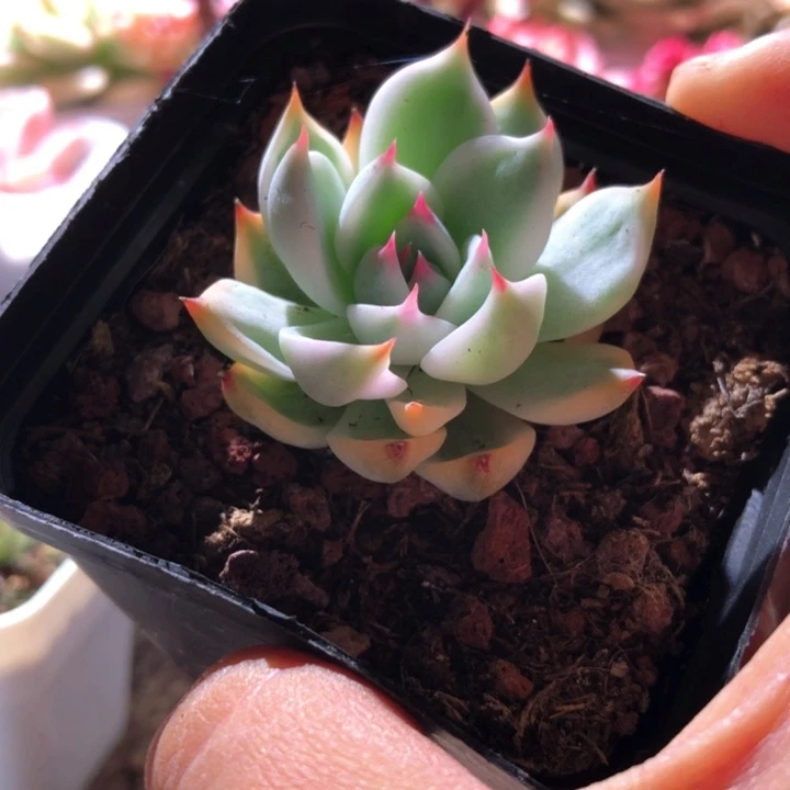福利吉娃娃覆轮锦有根
