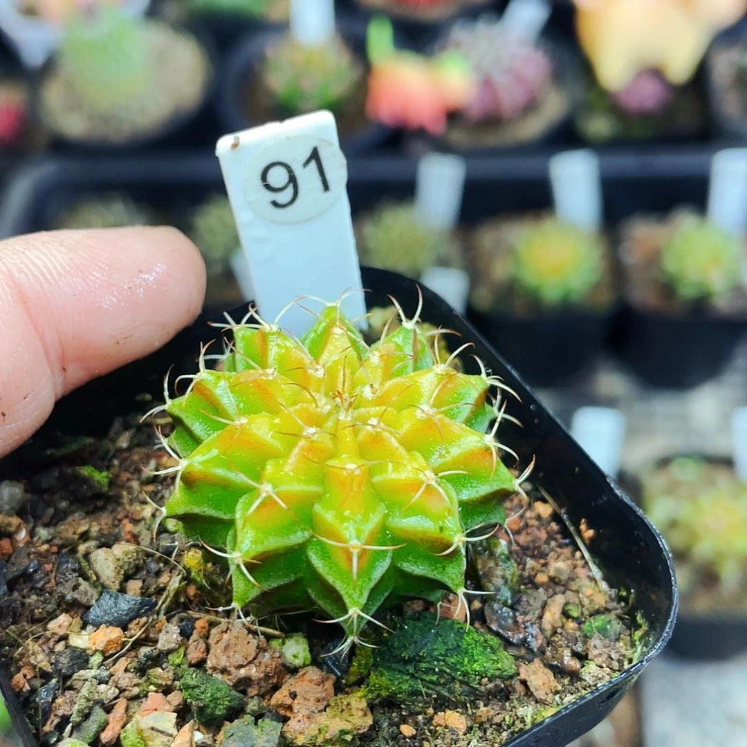 球****人非偏远地区满25包邮仙人球