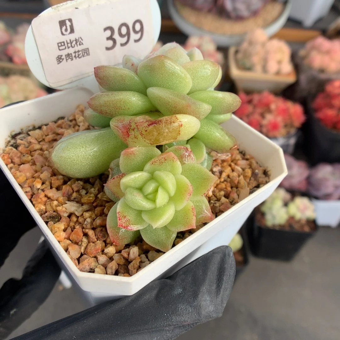 399 冰玉石化锦多肉