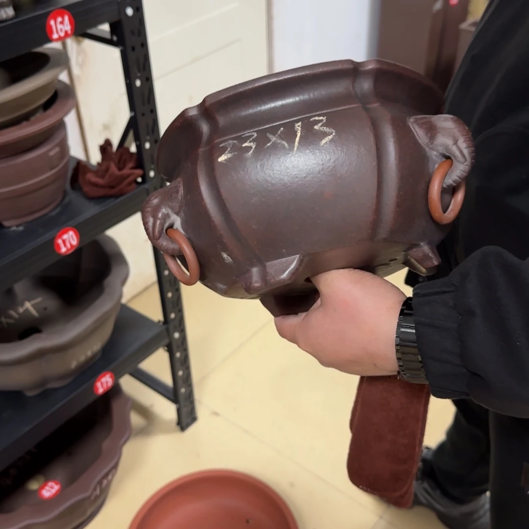 紫砂花盆我呜呜呜呜呜呜