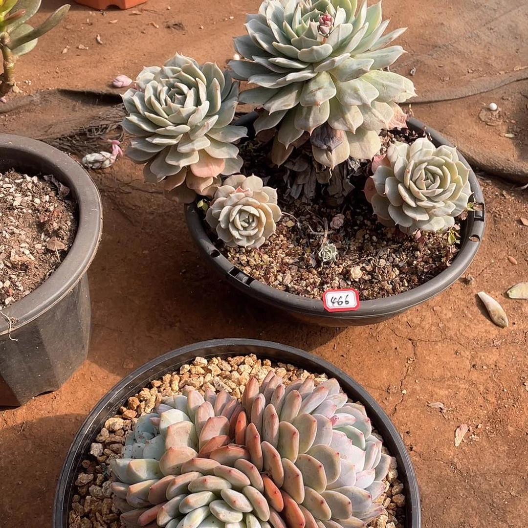 466雪域 一物一拍多肉