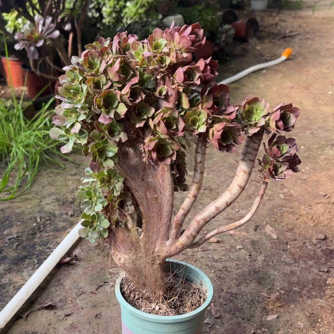 红陶哈哈哈哈哈哈哈哈哈