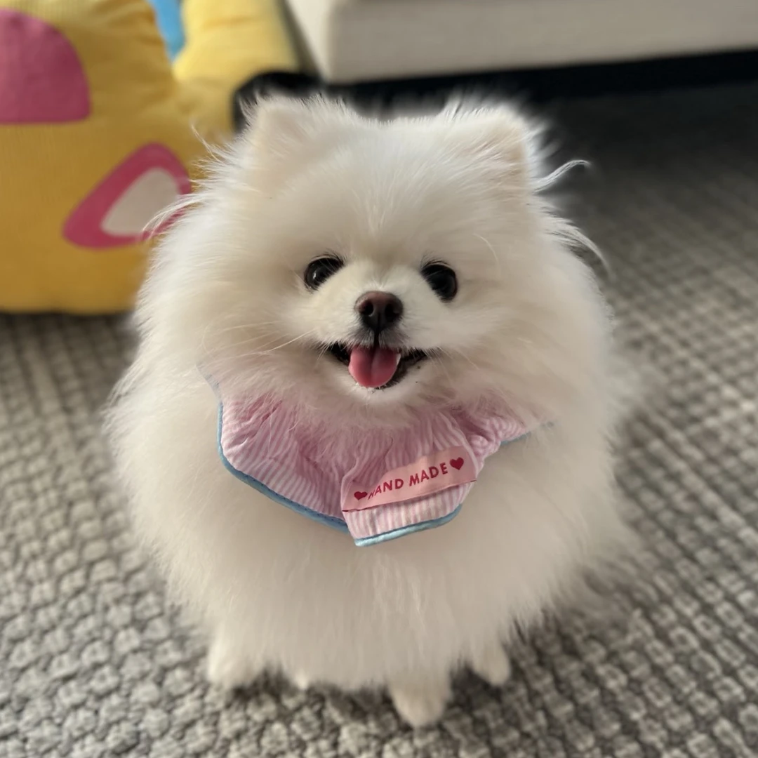 博美犬幼犬小型犬狗狗活体