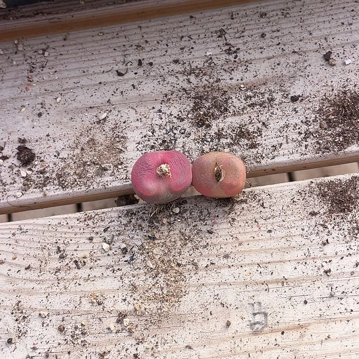 1806。   两颗毛毛