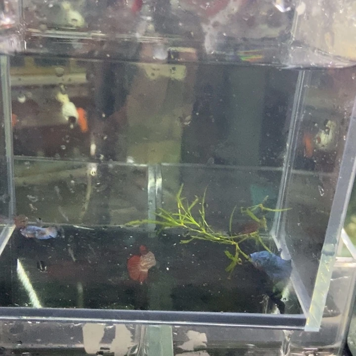 斗鱼包活不包损所见即所得185