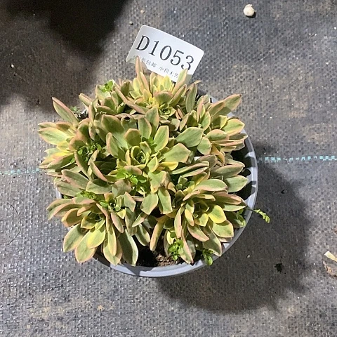 1053甜茶多肉法师量拍