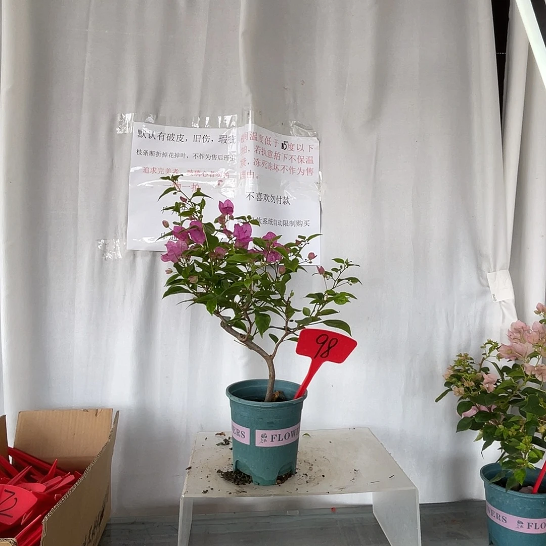 当前无花栽培后可以开花98魅惑扦插盆苗