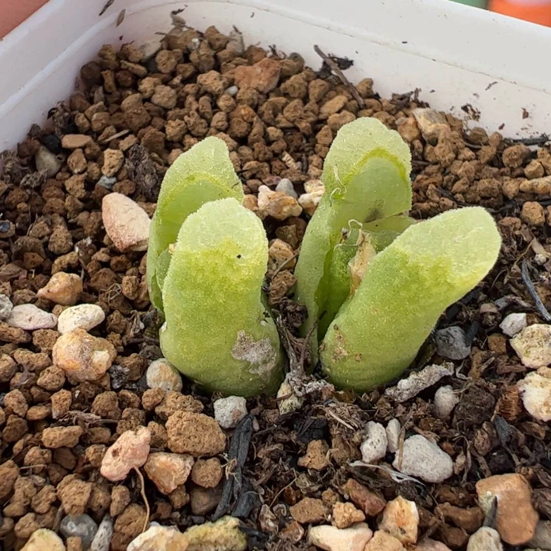 841多肉植物组合