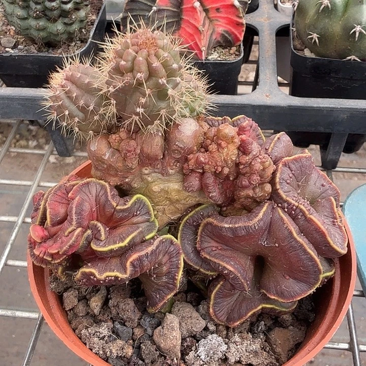 高莎缀化大10仙人球