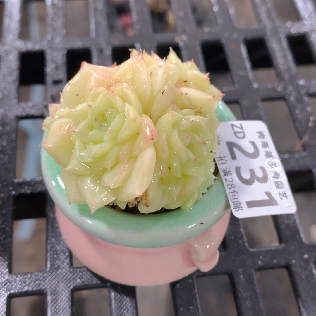 肉萌萌拇指盆精控多肉ZD231