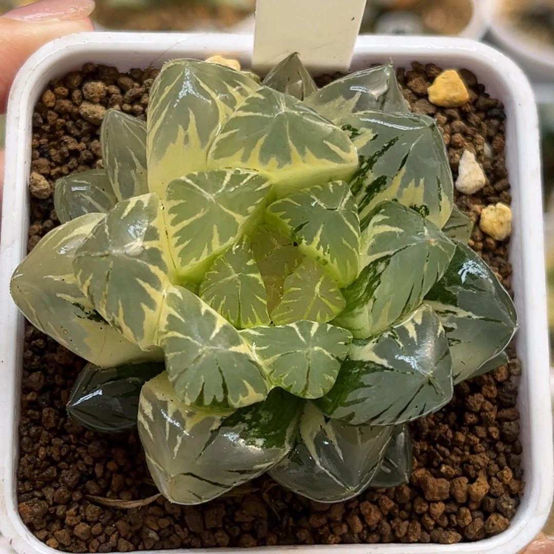 153糊斑趋势巨大化水晶玉露锦福利专场