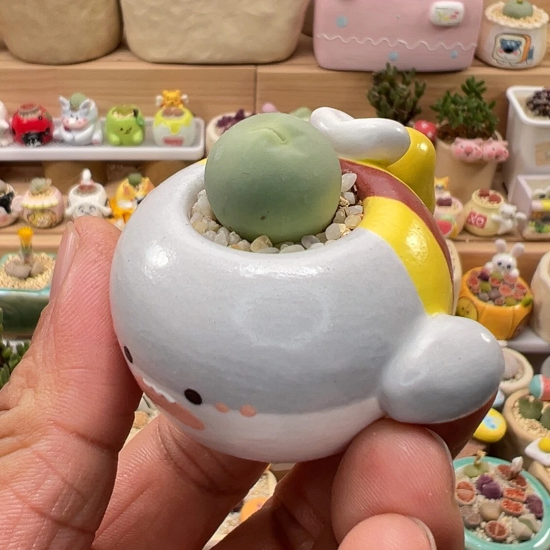 多肉植物实付9.9元包邮118号