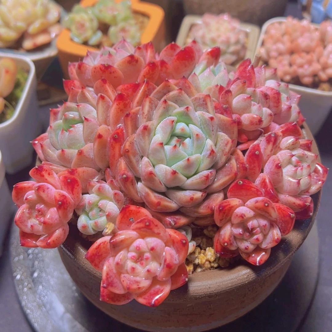 玉*多肉植物，多肉植物