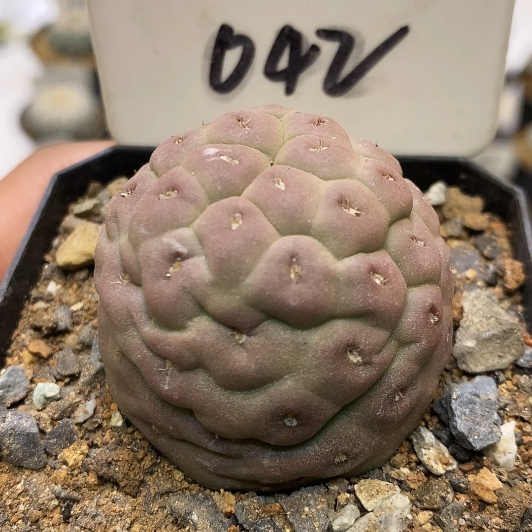 045一代侧牙自根福利了特价咯