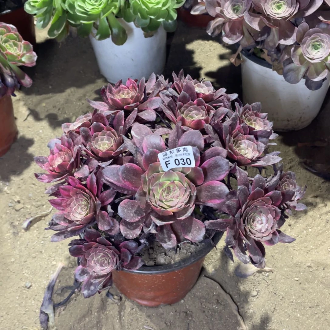 030烟花多肉法师断枝不包