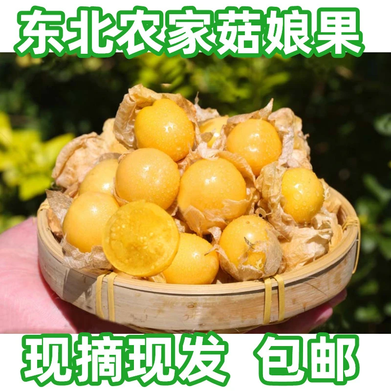 【甜如初恋】姑娘果东北产地直发新鲜当季清甜多汁营养好吃灯笼果