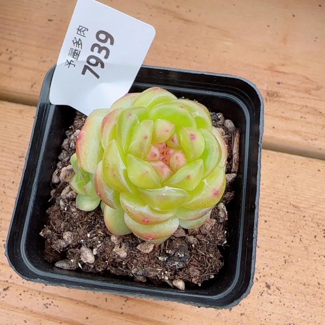 拿铁奶沫，7939多肉植物