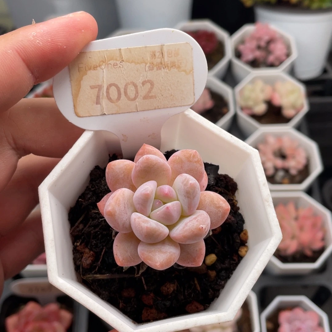 Op冰玉7002-4厘米