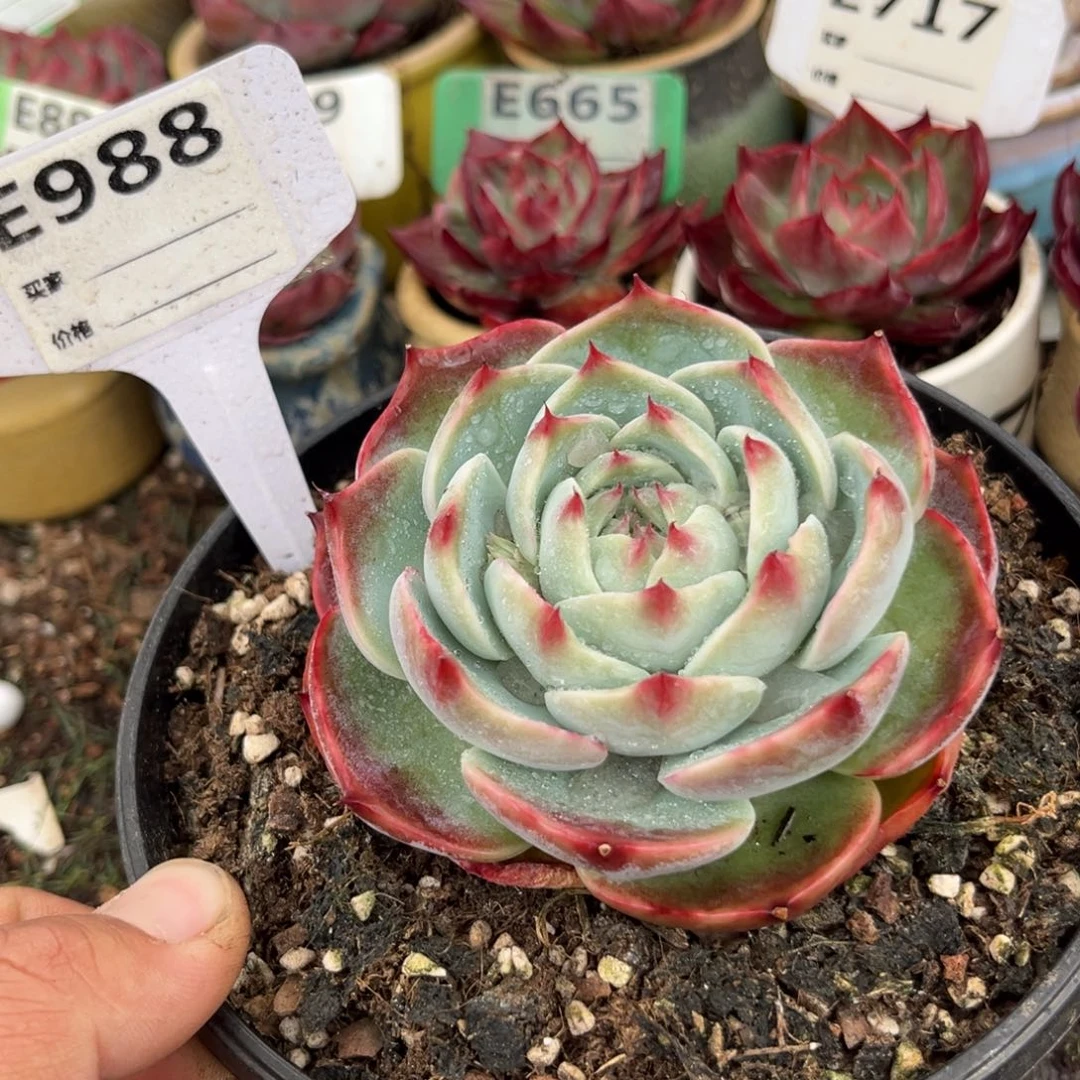 惊鸿一瞥988号多肉