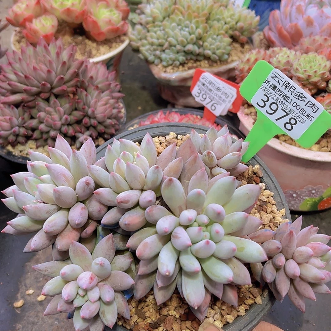 3978所罗门多肉植物