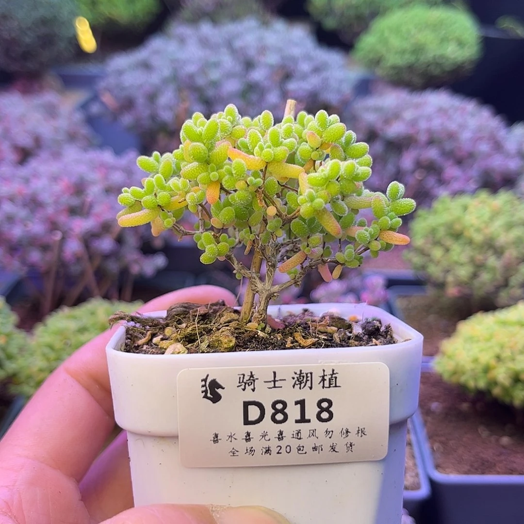 818蜜橘糖球枝干番杏