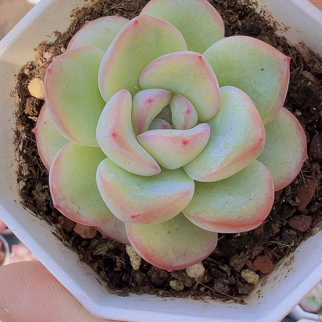 精品泡芙19包邮多肉植物