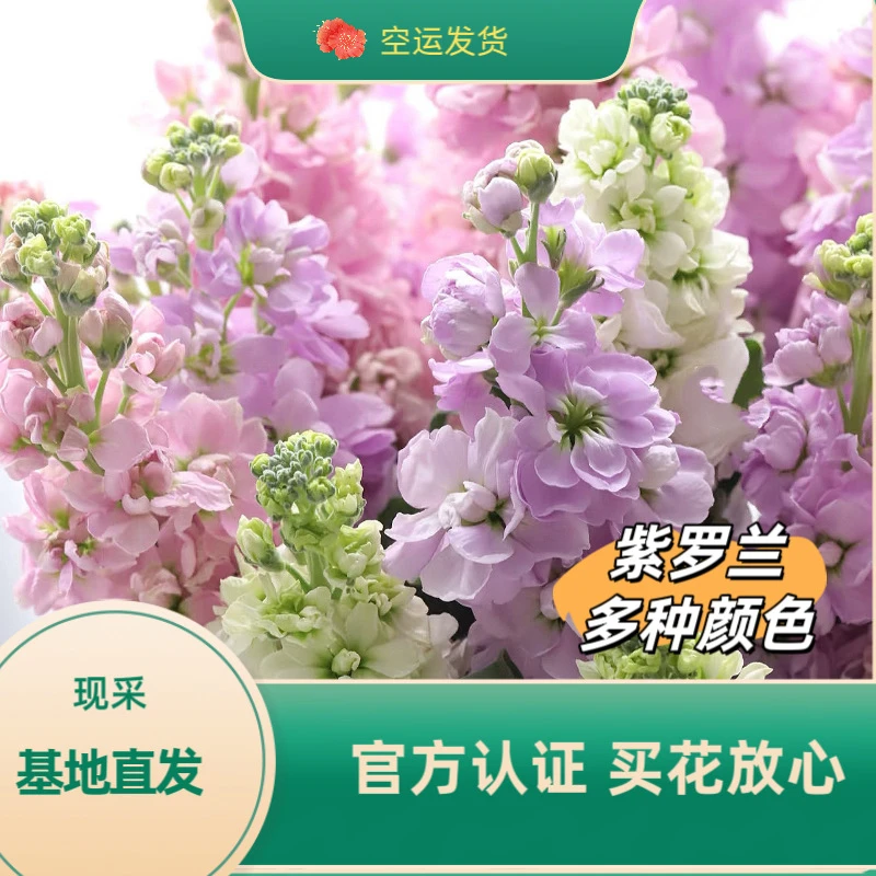 紫罗兰鲜花云南基地发货婚礼婚庆装饰装扮鲜切花家庭真花新鲜花卉