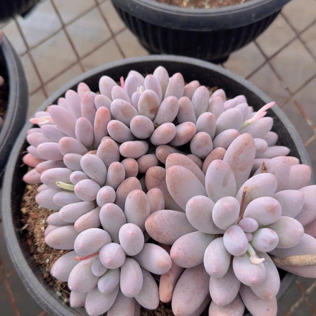 【闪购商品】大群汤圆