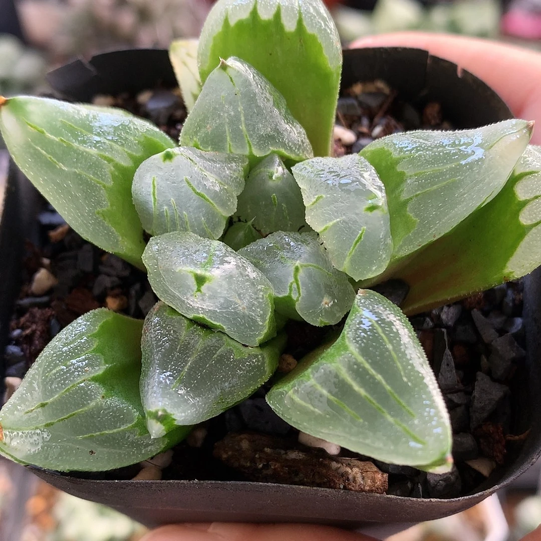 冰城寿带盆土发货