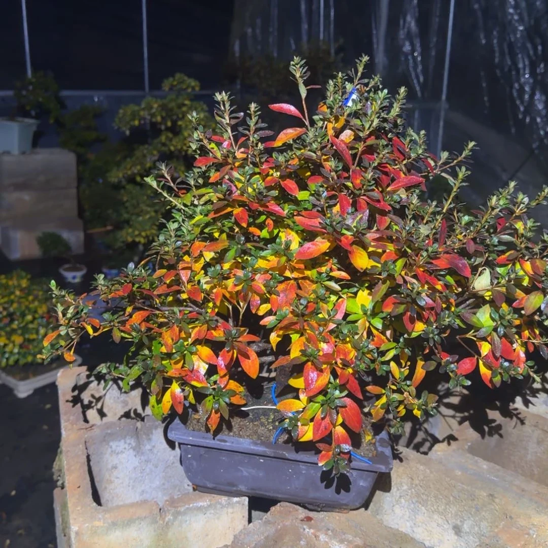 峰****无花朵花卉苗木花卉苗木