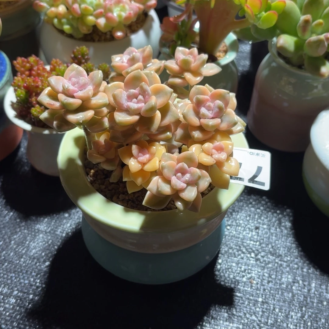 ****红美杏锦多肉带盆发货775