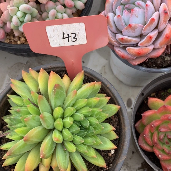 多日子合集72727373737