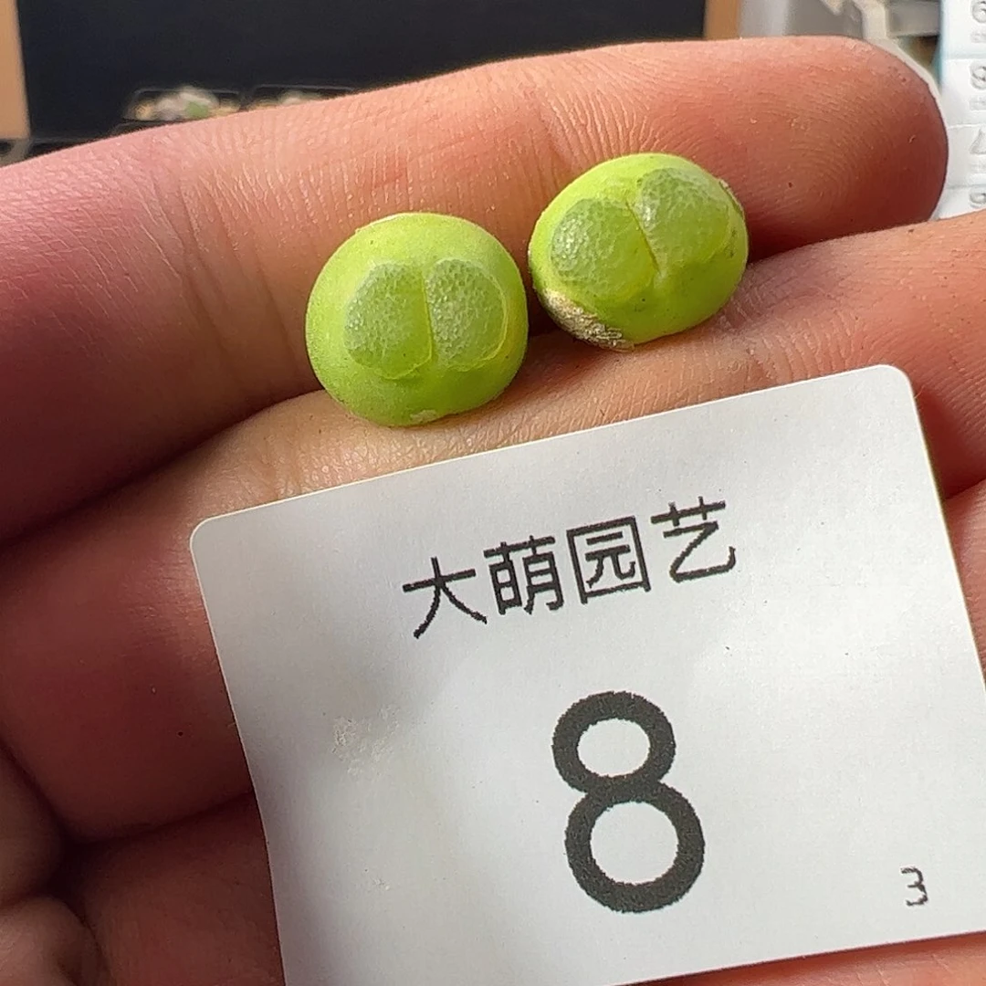 E***t一物一拍。        8