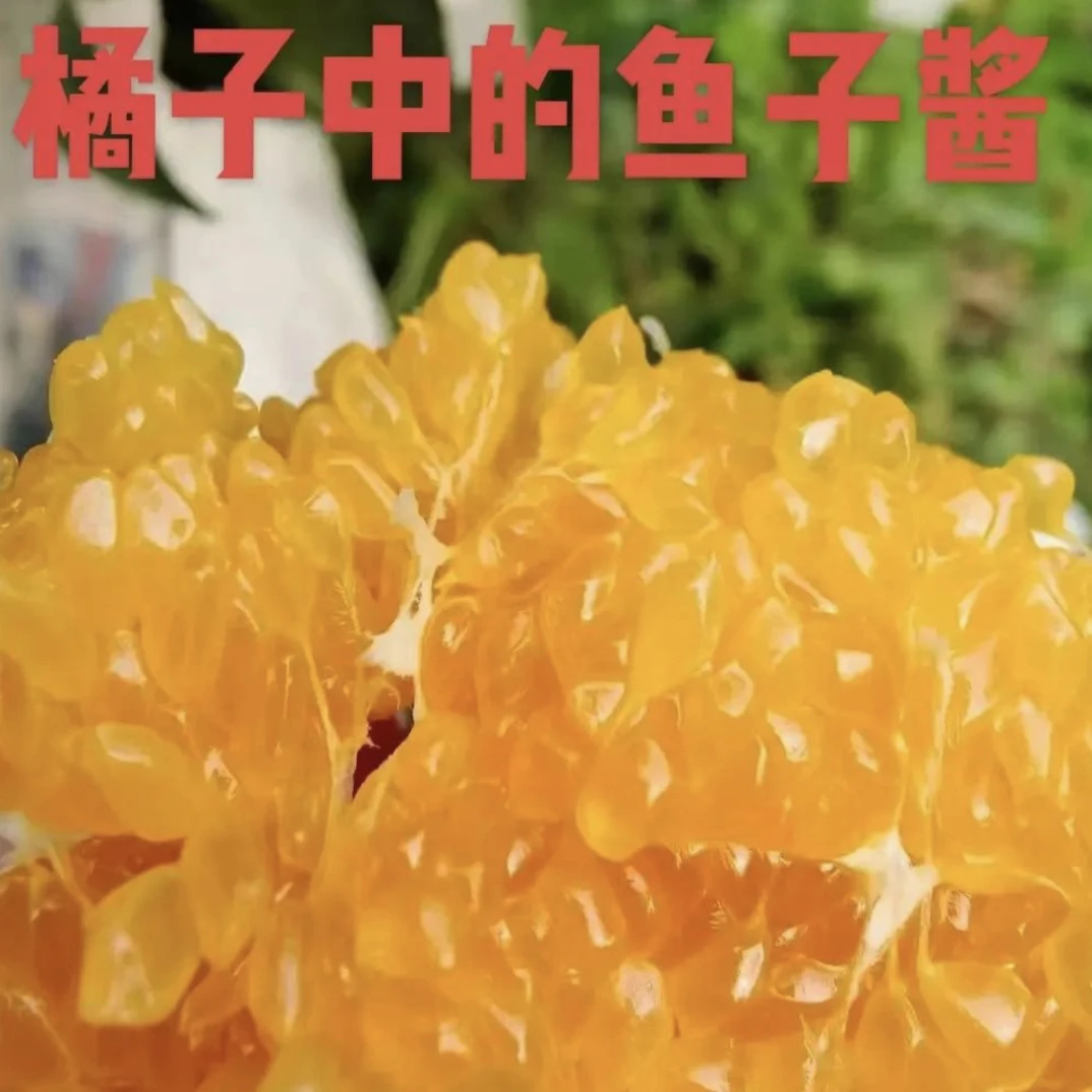 正宗蒲江自己家耙耙柑