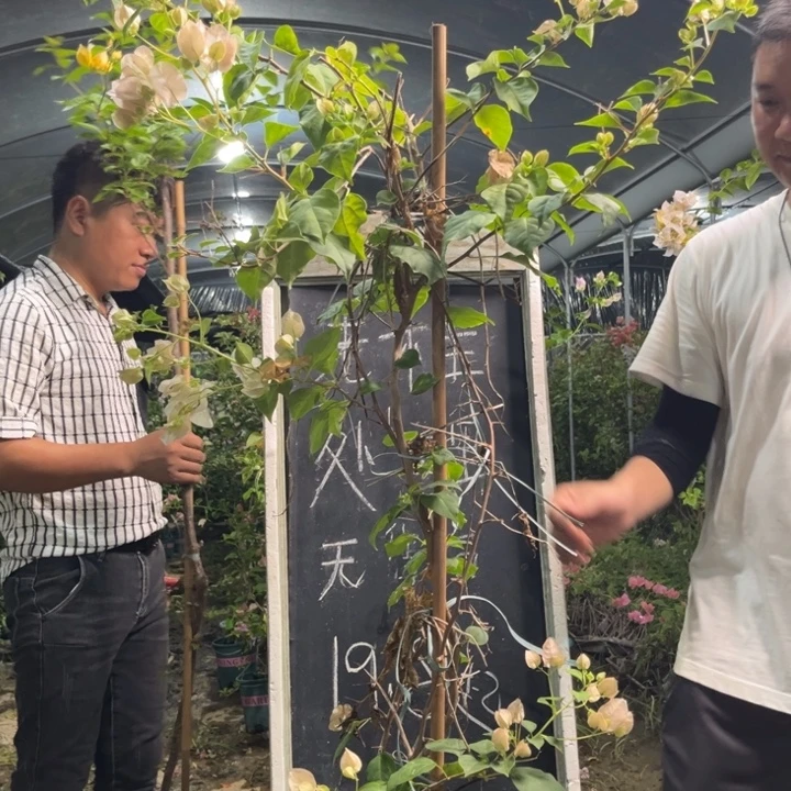 无花朵三角梅三角梅20