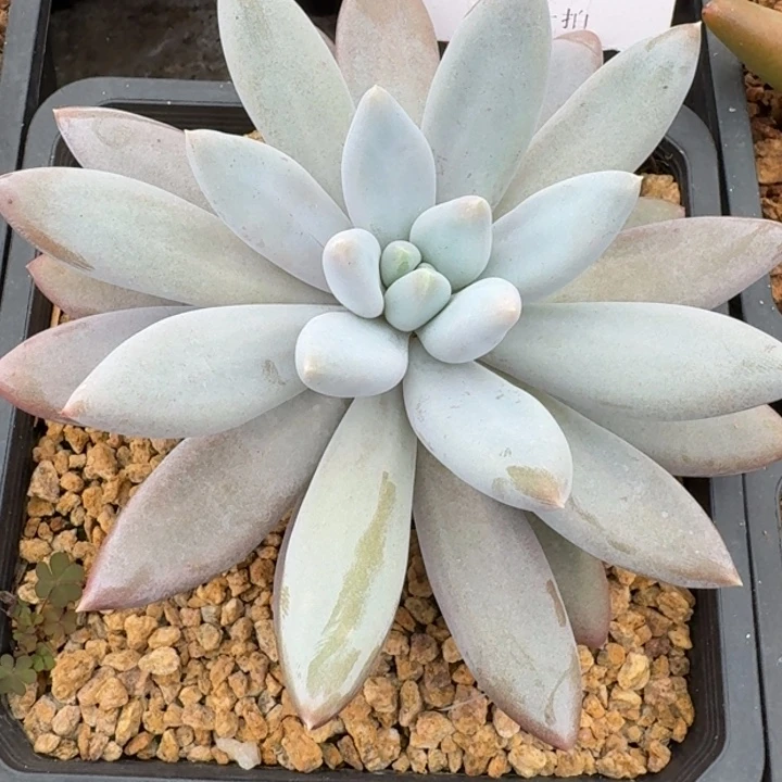 哥特萝莉160多肉植物