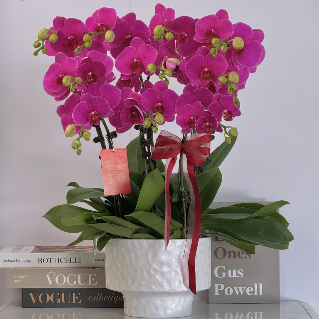 蝴蝶兰《恭喜发财》年宵爆款花艺术组盆绿色美观耐养室内花6-10