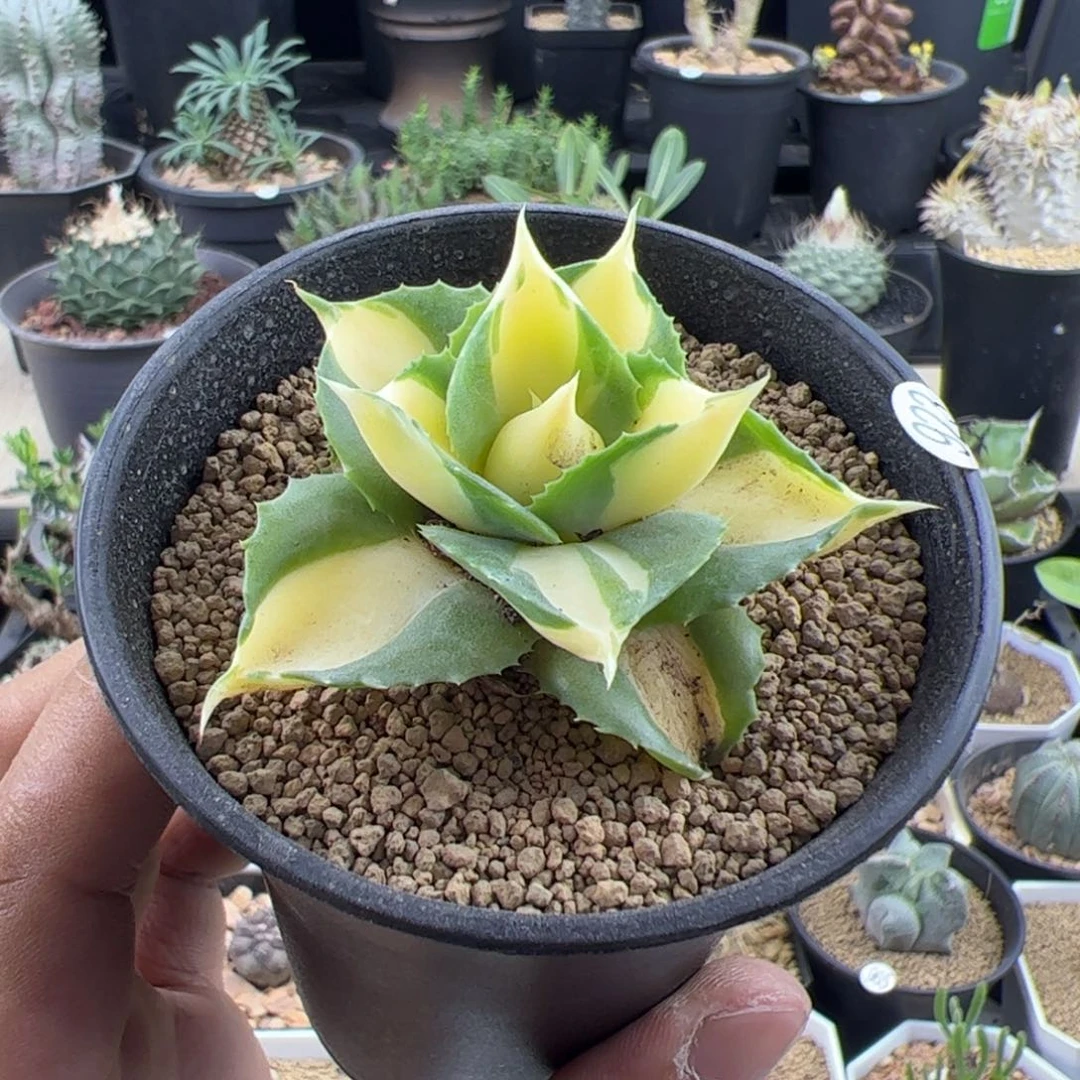 王妃雷神黄中斑龙舌兰