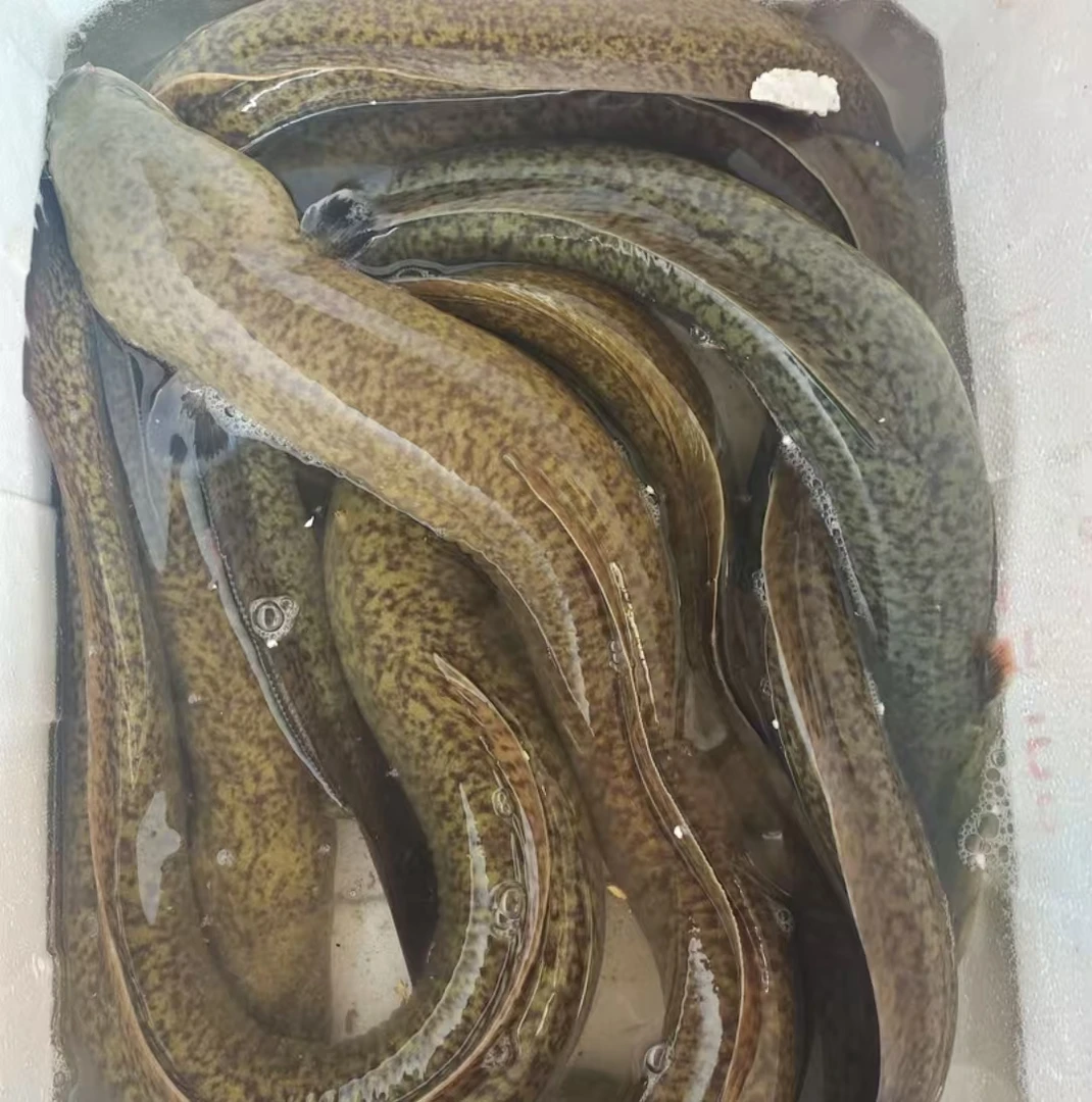 花鳗鱼 顺丰京东发货