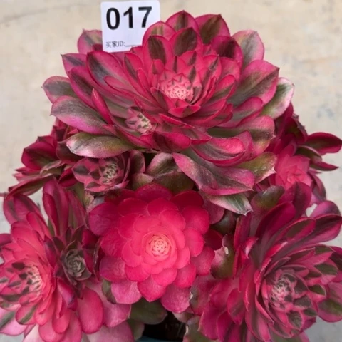 017荔枝20厘米左右