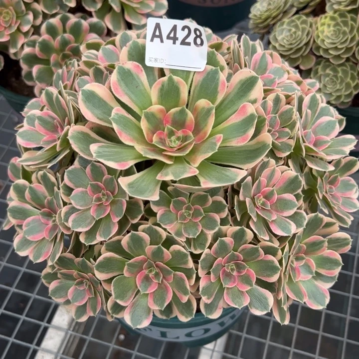 428妖月25厘米左右