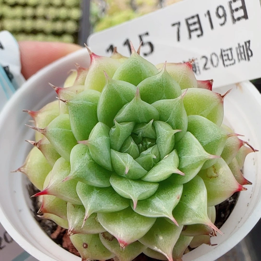 花语逸镜0719-115热巴